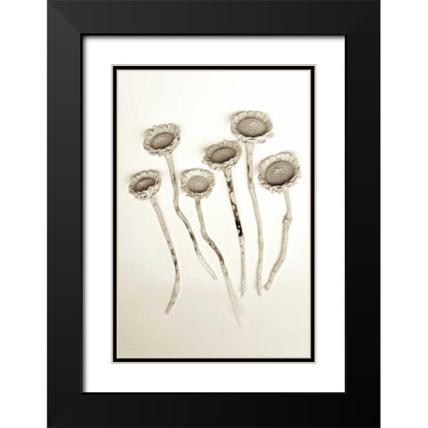 Garden Bloom - 18 Black Modern Wood Framed Art Print with Double Matting by Blaustein, Alan