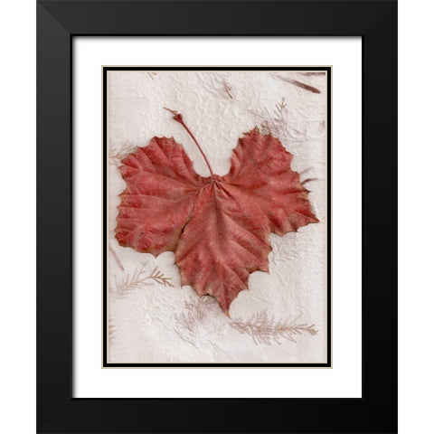 Floral - 31 Black Modern Wood Framed Art Print with Double Matting by Blaustein, Alan
