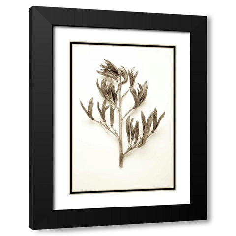 Garden Bloom - 16 Black Modern Wood Framed Art Print with Double Matting by Blaustein, Alan