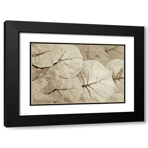 Garden Bloom - 23 Black Modern Wood Framed Art Print with Double Matting by Blaustein, Alan