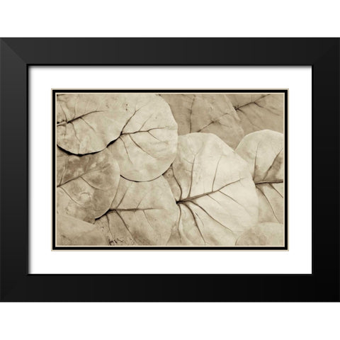 Garden Bloom - 23 Black Modern Wood Framed Art Print with Double Matting by Blaustein, Alan