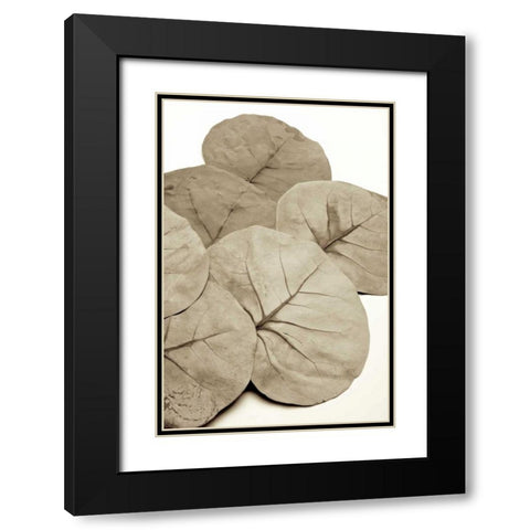 Garden Bloom - 14 Black Modern Wood Framed Art Print with Double Matting by Blaustein, Alan