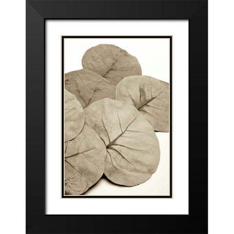 Garden Bloom - 14 Black Modern Wood Framed Art Print with Double Matting by Blaustein, Alan