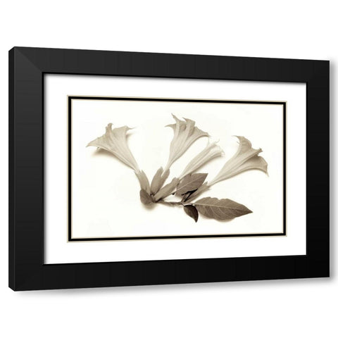 Garden Bloom - 22 Black Modern Wood Framed Art Print with Double Matting by Blaustein, Alan