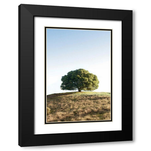 Oak Tree - 77 Black Modern Wood Framed Art Print with Double Matting by Blaustein, Alan