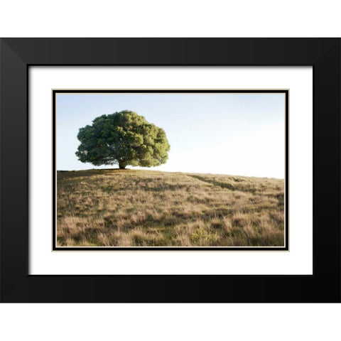 Oak Tree - 76 Black Modern Wood Framed Art Print with Double Matting by Blaustein, Alan