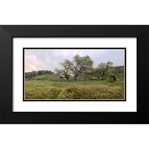 Oak Tree Pano - 133 Black Modern Wood Framed Art Print with Double Matting by Blaustein, Alan