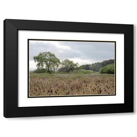 Oak Tree - 81 Black Modern Wood Framed Art Print with Double Matting by Blaustein, Alan