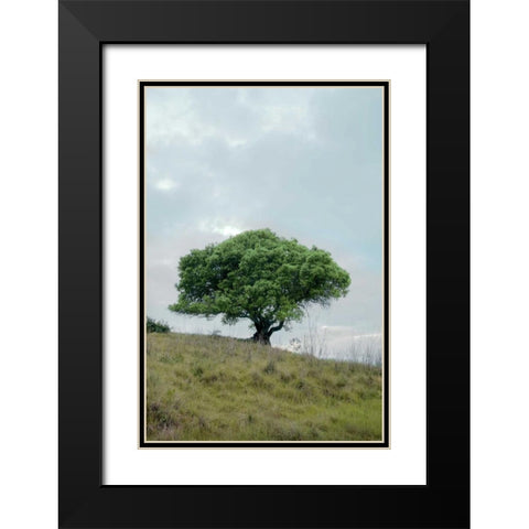 Oak Tree - 80 Black Modern Wood Framed Art Print with Double Matting by Blaustein, Alan
