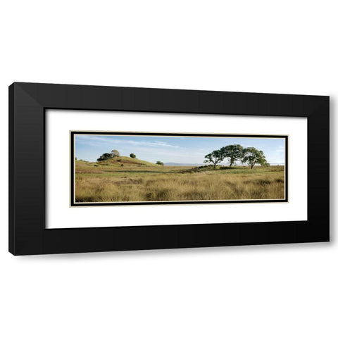 Oak Tree - 83 Black Modern Wood Framed Art Print with Double Matting by Blaustein, Alan