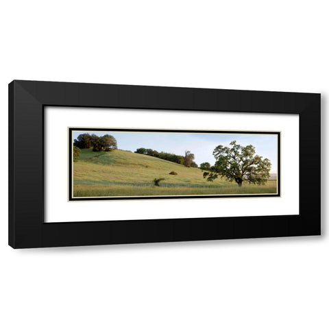 Oak Tree Pano - 91 Black Modern Wood Framed Art Print with Double Matting by Blaustein, Alan
