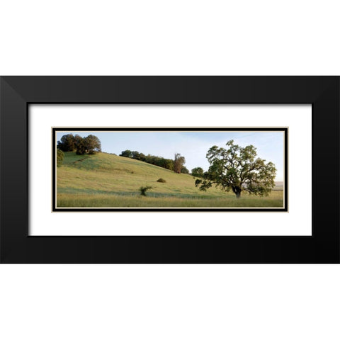 Oak Tree Pano - 91 Black Modern Wood Framed Art Print with Double Matting by Blaustein, Alan
