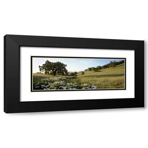 Oak Tree Pano - 92 Black Modern Wood Framed Art Print with Double Matting by Blaustein, Alan