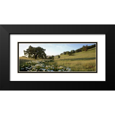 Oak Tree Pano - 92 Black Modern Wood Framed Art Print with Double Matting by Blaustein, Alan