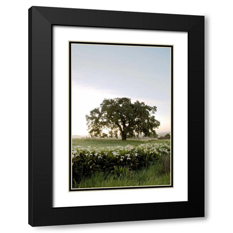Oak Tree - 84 Black Modern Wood Framed Art Print with Double Matting by Blaustein, Alan