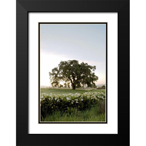Oak Tree - 84 Black Modern Wood Framed Art Print with Double Matting by Blaustein, Alan