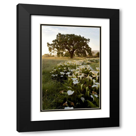 Oak Tree - 88 Black Modern Wood Framed Art Print with Double Matting by Blaustein, Alan