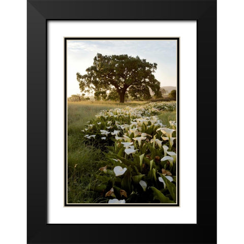 Oak Tree - 88 Black Modern Wood Framed Art Print with Double Matting by Blaustein, Alan