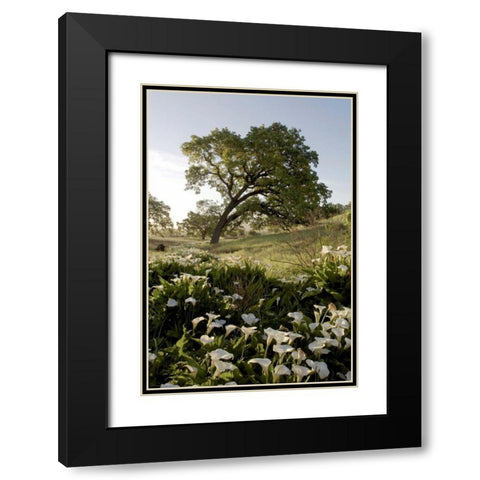 Oak Tree - 90 Black Modern Wood Framed Art Print with Double Matting by Blaustein, Alan