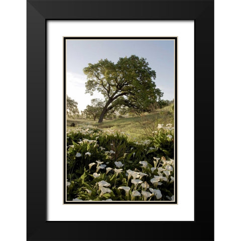Oak Tree - 90 Black Modern Wood Framed Art Print with Double Matting by Blaustein, Alan