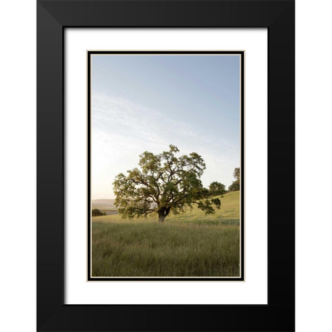 Oak Tree - 87 Black Modern Wood Framed Art Print with Double Matting by Blaustein, Alan