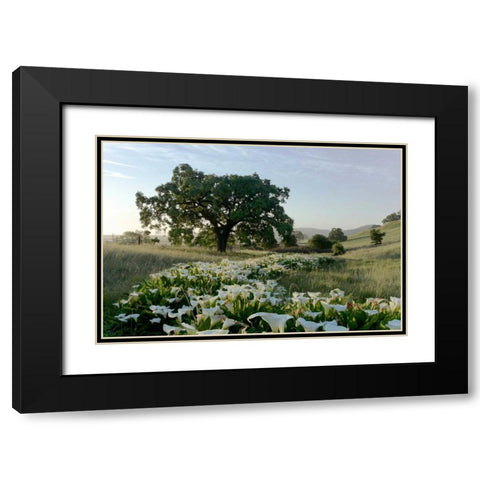 Oak Tree - 89 Black Modern Wood Framed Art Print with Double Matting by Blaustein, Alan