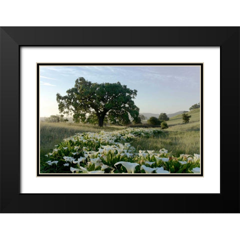 Oak Tree - 89 Black Modern Wood Framed Art Print with Double Matting by Blaustein, Alan