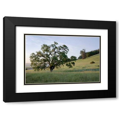Oak Tree - 86 Black Modern Wood Framed Art Print with Double Matting by Blaustein, Alan