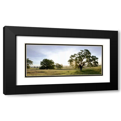 Oak Tree Pano - 98 Black Modern Wood Framed Art Print with Double Matting by Blaustein, Alan