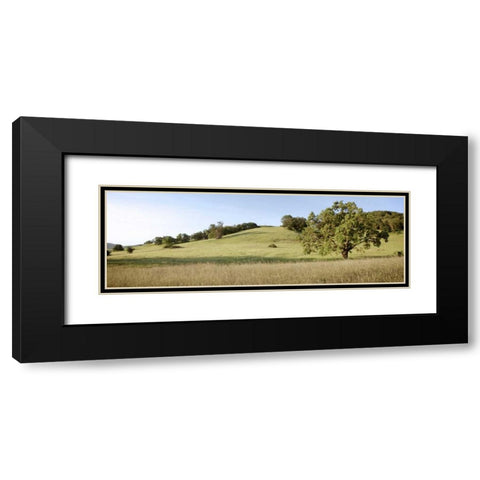 Oak Tree Pano - 99 Black Modern Wood Framed Art Print with Double Matting by Blaustein, Alan