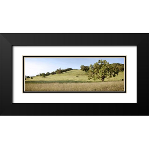 Oak Tree Pano - 99 Black Modern Wood Framed Art Print with Double Matting by Blaustein, Alan