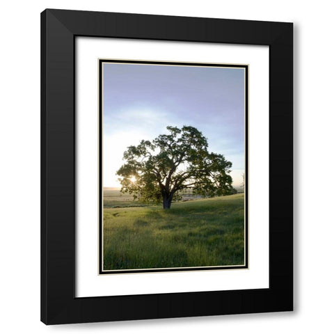 Oak Tree - 95 Black Modern Wood Framed Art Print with Double Matting by Blaustein, Alan