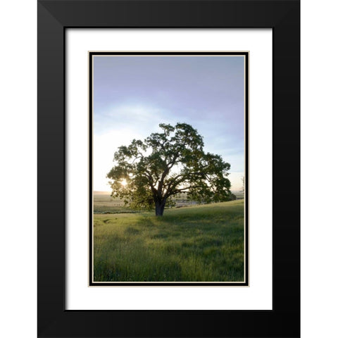 Oak Tree - 95 Black Modern Wood Framed Art Print with Double Matting by Blaustein, Alan