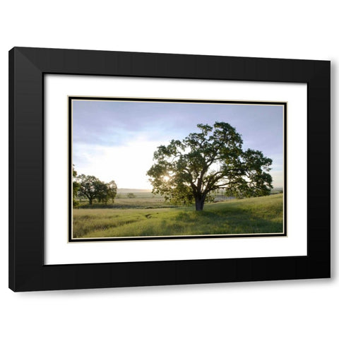 Oak Tree - 96 Black Modern Wood Framed Art Print with Double Matting by Blaustein, Alan