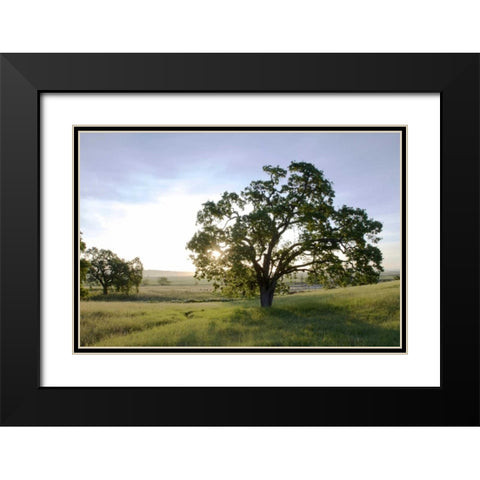 Oak Tree - 96 Black Modern Wood Framed Art Print with Double Matting by Blaustein, Alan