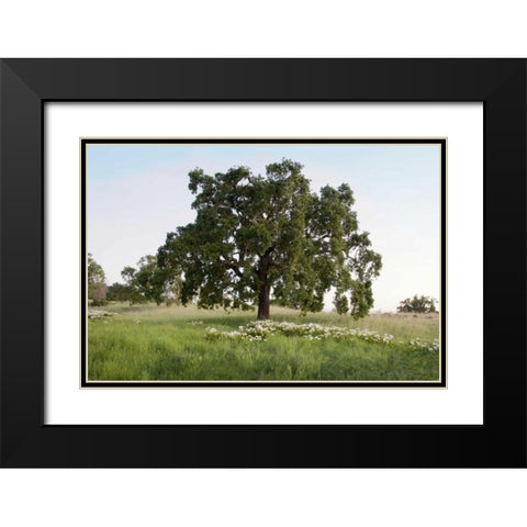 Oak Tree - 93 Black Modern Wood Framed Art Print with Double Matting by Blaustein, Alan