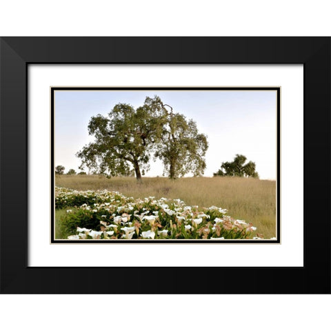 Oak Tree - 94 Black Modern Wood Framed Art Print with Double Matting by Blaustein, Alan