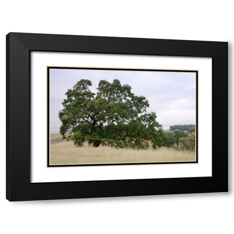 Oak Tree - 107 Black Modern Wood Framed Art Print with Double Matting by Blaustein, Alan
