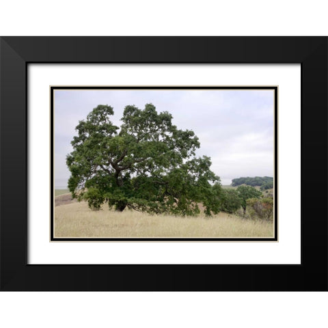 Oak Tree - 107 Black Modern Wood Framed Art Print with Double Matting by Blaustein, Alan