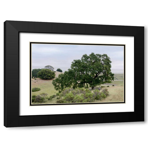 Oak Tree - 108 Black Modern Wood Framed Art Print with Double Matting by Blaustein, Alan