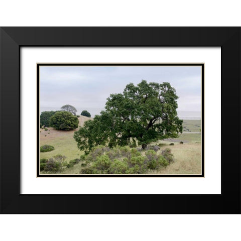 Oak Tree - 108 Black Modern Wood Framed Art Print with Double Matting by Blaustein, Alan