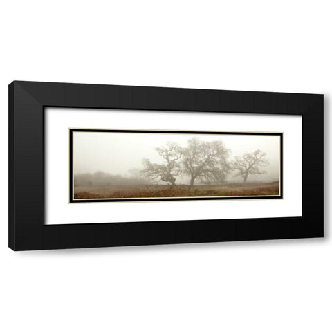 Oak Tree - 59 Black Modern Wood Framed Art Print with Double Matting by Blaustein, Alan