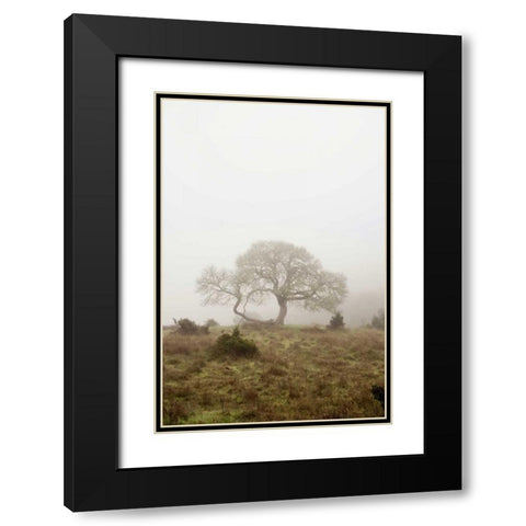 Oak Tree - 26 Black Modern Wood Framed Art Print with Double Matting by Blaustein, Alan