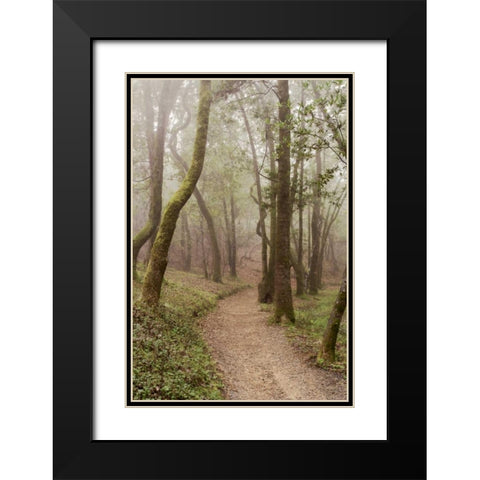 Oak Tree - 22 Black Modern Wood Framed Art Print with Double Matting by Blaustein, Alan