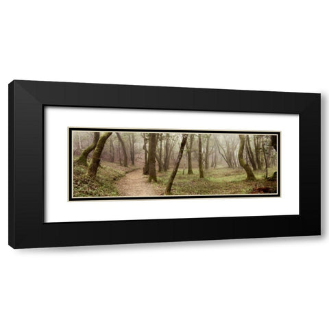 Oak Tree - 20 Black Modern Wood Framed Art Print with Double Matting by Blaustein, Alan