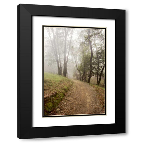 Oak Tree - 19 Black Modern Wood Framed Art Print with Double Matting by Blaustein, Alan