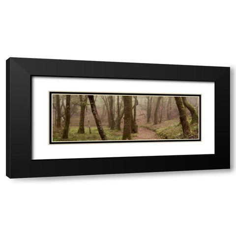 Oak Tree - 23 Black Modern Wood Framed Art Print with Double Matting by Blaustein, Alan