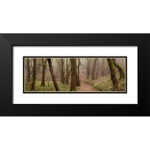 Oak Tree - 23 Black Modern Wood Framed Art Print with Double Matting by Blaustein, Alan