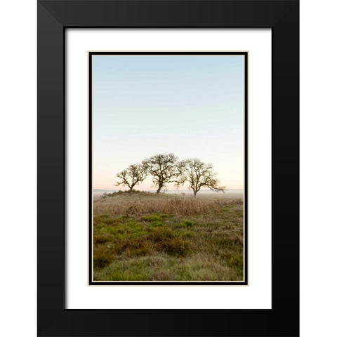 Oak Tree - 34 Black Modern Wood Framed Art Print with Double Matting by Blaustein, Alan
