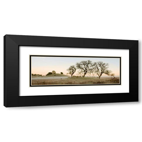 Oak Tree - 32 Black Modern Wood Framed Art Print with Double Matting by Blaustein, Alan